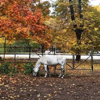 Осень в Москве :: svk * Осень в Москве :: svk *