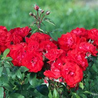 они на радость нам даны :: Олег Лукьянов