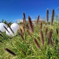 Камыши! :: Надежда Камыши! :: Надежда