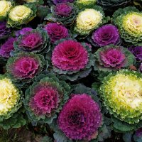 Осень и цветы :: Андрей Лукьянов