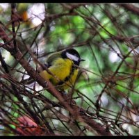 . . . :: Руслан 