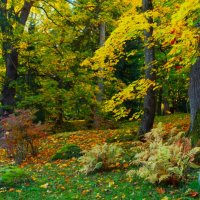 Осень в лесопарке :: Aida10 