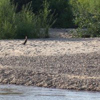 Любопытный баклан :: Мишель71 