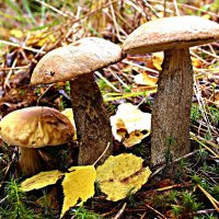 Осенние грибы! :: Владимир 