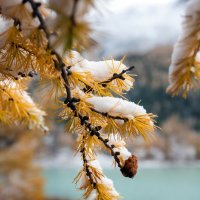 Шишка :: Виктор Фоменко