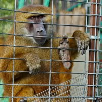 " Сафари парк " Геленджик... :: Николай Саржанов " Сафари парк " Геленджик... :: Николай Саржанов