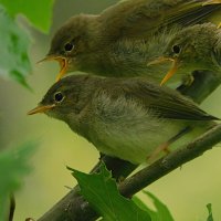 Голодные рты :: Лина 