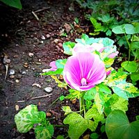 Цветы. :: Владимир Драгунский