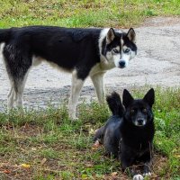 Взаимный интерес! :) :: Елена Хайдукова ( Elena Fly ) Взаимный интерес! :) :: Елена Хайдукова ( Elena Fly )