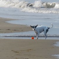 Залив Анива. Сахалин :: ИРЭН@ .