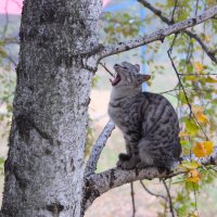 КОГДА Б ИМЕЛ ЗЛАТЫЕ ГОРЫ И РЕКИ, ПОЛНЫЕ ВИНА!  :-) :: Володька Завитушкин