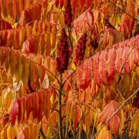 Калейдоскоп осени. :: Петр Беляков