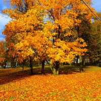 Чебоксары. Осенние клёны сквера им. Чапаева. :: Пётр Чернега Чебоксары. Осенние клёны сквера им. Чапаева. :: Пётр Чернега