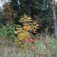 В осеннем лесу :: Рита Симонова