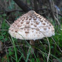 В осеннем лесу :: Рита Симонова