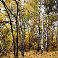 Тропинка средь берез :: Лариса Корж
