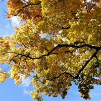 осень :: ИННА ПОРОХОВА