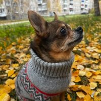 Октябрь :: Венера Чуйкова Октябрь :: Венера Чуйкова