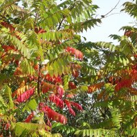 Осенний сумах :: Freddy 97