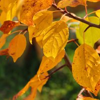 ... :: Наталья