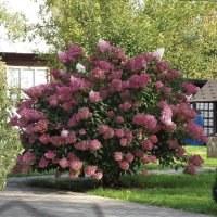 Куст гортензии :: Freddy 97 Куст гортензии :: Freddy 97