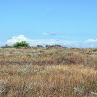 Крымская степь :: Светлана Ищенко