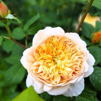 Роза :: Наталья 