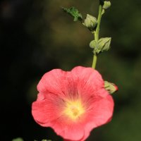 Мальва :: Roman stories -