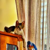 ДОМАШНИЙ   ПАСТУХ :: Анатолий Малобродский