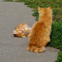 Лежачего не бьют! :: Татьяна Смоляниченко