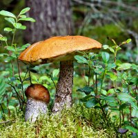 грибы :: Laryan1 