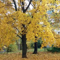 Золото осеннее :: Galina Solovova