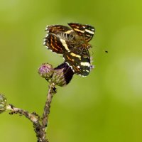 опять бабочки 21 :: Александр Прокудин