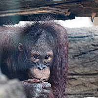 кто кого изучает :: Олег Лукьянов