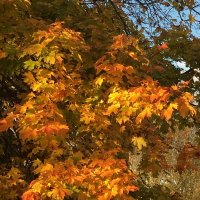 Осенняя феерия... :: Владимир Павлов