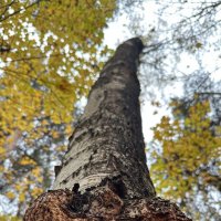 Деревья 2 :: Анна Рамун