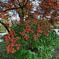 Осень! :: Надежда Осень! :: Надежда