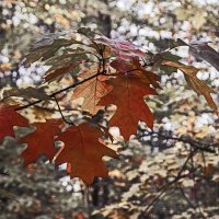 Красные листья :: Сергей Фомичев