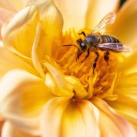 *** :: Виктор Иванович Чернюк