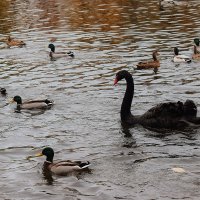 Лебедь — царь на пруду. :: Татьяна Помогалова