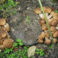 Дружная компании :: Любовь Сахарова