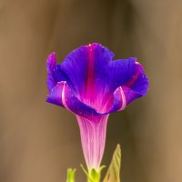 Ипомея :: Игорь Сикорский Ипомея :: Игорь Сикорский