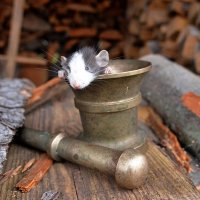 Мышь Яга  в индивидуальном средстве передвижения... )) :: Владимир Хиль