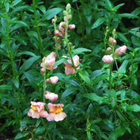 Нежное цветение :: Людмила Смородинская Нежное цветение :: Людмила Смородинская