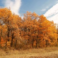 Про осенние дубы-колдуны... :: Андрей Заломленков