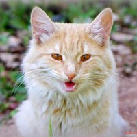 А вы уже готовы к ноябрьским холодам? :-) :: Андрей Заломленков А вы уже готовы к ноябрьским холодам? :-) :: Андрей Заломленков