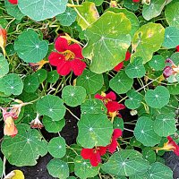 Цветы. :: Владимир Драгунский