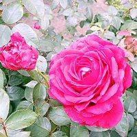 Роза. :: Владимир Драгунский