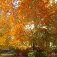 В золотую осень :: Елена Семигина