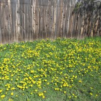 Весёлый апрель :: Елена Шаламова